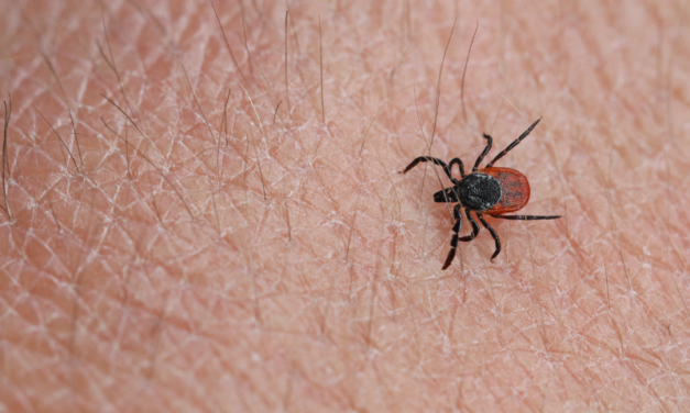 Senior biology students improve public health with tick research