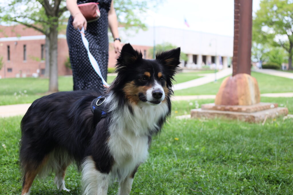 Dogs in the Quad at Shippensburg University